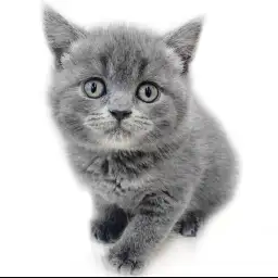 ブリティッシュショートヘア