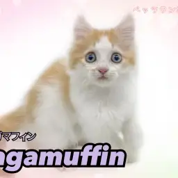 【 ラガマフィン 】 ハチワレマークが愛らしいレッドタビーの甘えん坊な男の子!