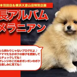 【 ポメちゃんの成長アルバム 】鮮やかオレンジのこだぬきポンポンの成長記!