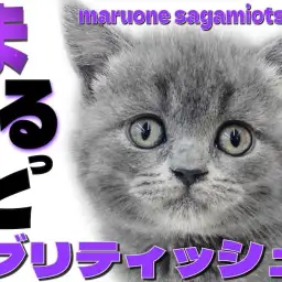 【 ブリティッシュショートヘア 】丸さが際立つ容姿でも運動が得意なギャップが良い