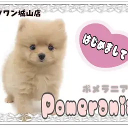 【 ポメラニアン 】王道オレンジ！お留守番上手な手のひらサイズのたぬポメ登場！