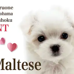 【 マルチーズ 】大人気ドワーフ体型!元気印の純白BOY!