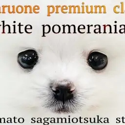 【 ポメラニアン 】最高の特別をアナタに！プレミアム認定の圧倒的カワイさの白ポメ