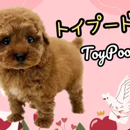 【 トイプードル 】飼いやすさ抜群の大人気犬種!毛の抜け難いカーリーヘア