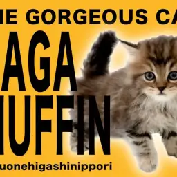 【 ラガマフィン 】エレガント&グイグイ系にゃんこの全方向チェック!