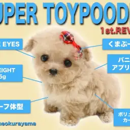 【 トイプードルアプリコット 】驚愕の体重345g！伝説のくまぷー再び降臨!?