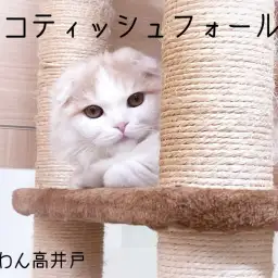 【 スコティッシュフォールド 】表情豊かで愛らしいレッドタビー&ホワイトの男の子