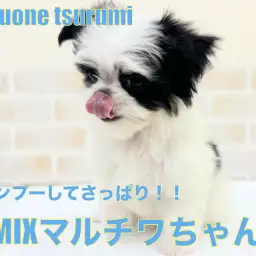 【 MIX 】2ndブログ!マルチワちゃんシャンプーに挑戦!!