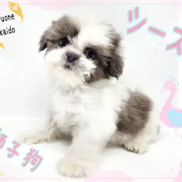 【 シーズー 】パパはJKCチャンピオン!楊貴妃も愛した生粋の愛玩犬!