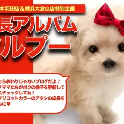 【 マルプー 】素敵なアプリカラーに包まれたプリティマルプーちゃんの成長日記