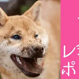 【 オフ会 】総勢20頭大集合!パックウォークで元気にお散歩!