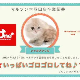 【 卒業記念 】シャカブシくん卒業おめでとう！今までの感謝を込めて〜卒業ブログ〜