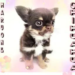 【 チワワ 】生後60日で628g!大人気チョコレート系の小さめな女の子!