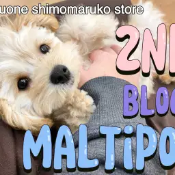 【 MIX 】ワクチン終了!お手入れ優秀!甘えん坊さんに成長中の2ndブログ