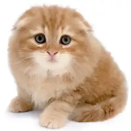 スコティッシュフォールド