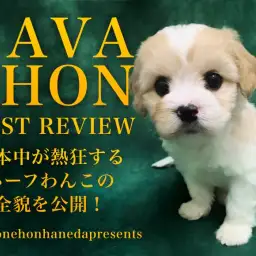 【 キャバション 】日本中が熱狂するスーパーハーフわんこの全貌を大公開!