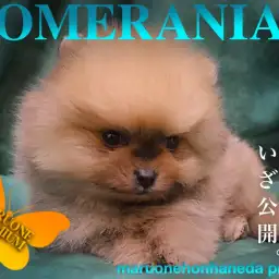 【 ポメラニアン 】マズル短めショートボディ！超オレンジプレミアムタヌキポメ登場