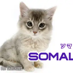 【 ソマリ 】目ヂカラ最強!神秘的なブルーの被毛をまとった明るく元気な男の子