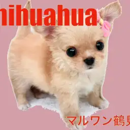 【 チワワ 】クリームカラーの笑顔を届けてくれる天使!