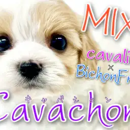 【 MIX 】超絶人気のキャバションMIXが横浜元町にやってきた!