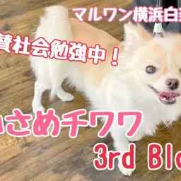 【 チワワ 】絶賛社会勉強中!なんでも上手にこなしちゃう小さめチワワちゃん