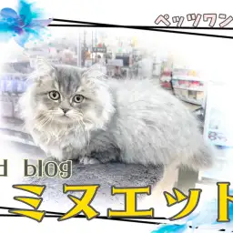 【 ミヌエット 】短足ミヌエット動くぬいぐるみのように可愛らしく成長中!