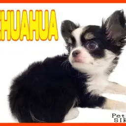 【 チワワ 】 超小型犬代表!小さめ手乗りサイズの優秀わんこがやってきた!