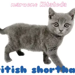 【 ブリティッシュショートヘア 】大きな瞳にムッチリボディの極上にゃんこ