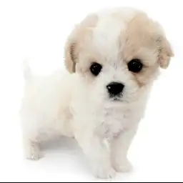 MIX【ビション×（ビション×キャバリア）】