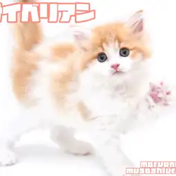 【 サイベリアン 】大人気クリームカラーの目ヂカラ抜群なゴージャスボディの男の子！