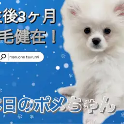 【 ポメラニアン 】お父さんは有名なチャオリヤ犬舎(CHAO RI TA)出身!2ndブログ!