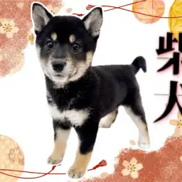 【 柴犬 】和の魅力がたっぷり！世界中で根強い人気を持つ和犬が北戸田店に登場！