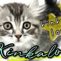 【 キンカロー 】可愛さはルックスだけじゃない!甘え上手の愛されキャット!