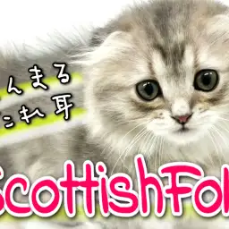 【 スコティッシュフォールド 】まるまる尽くしのたれ耳娘は今日も可愛い!
