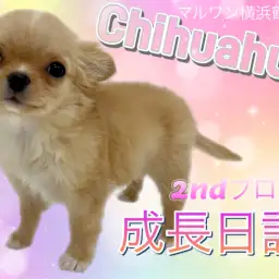 【チワワ】2ndブログ、成長日記!!