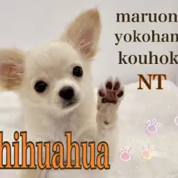 【 チワワ 】ウルウル瞳のフェミニンガール!チワワちゃんの生後98日