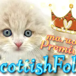 【 スコティッシュフォールド 】魅力満載！可愛さ満点！プレミアムなスコちゃま！