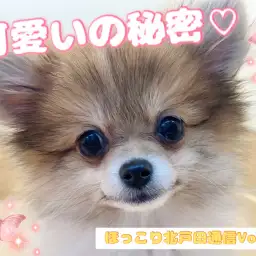 【 ほっこり北戸田通信Vol.23 】パーティポメちゃんの秘密