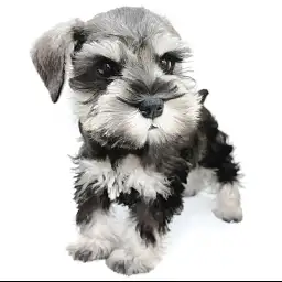 ミニチュア・シュナウザー