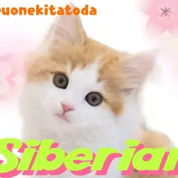 【  サイベリアン 】誰もが振り返る！端正なお顔立ちのフレンドリーにゃんこ