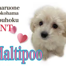 【 ミックス 】大人気マルプー、ふんわりクリームカラーの女の子