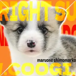 【 コーギー 】リズミカルに歩く姿が可愛すぎる!スタミナ&愛嬌満載の女の子!