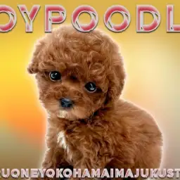 【 トイプードル 】濃厚レッドの被毛をまとった小さめ家系のプレミアムな女の子!