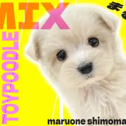 【 MIX 】アイドル的ルックスを持つ人気ミックス！マルプーの魅力に迫る！