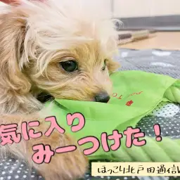 【 ほっこり北戸田通信Vol.7 】お気に入りのおもちゃはフリスビー