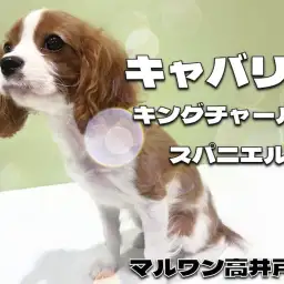 【 キャバリア 】まもなく生後4か月！人懐っこさ全開の甘えん坊な女の子！