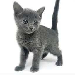 ロシアンブルー