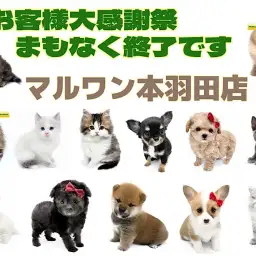 【 カウントダウン 】大感謝祭まもなく終了！本羽田店のゲキカワわんにゃんご紹介！！