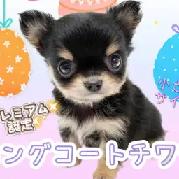 【 チワワ 】誰もが振り返るほどの可愛さ!ちびっこプレミアムチワワが登場!