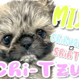 【 MIX 】ミステリアスな鼻ぺちゃわんこ！【 チワワ×シーズー 】